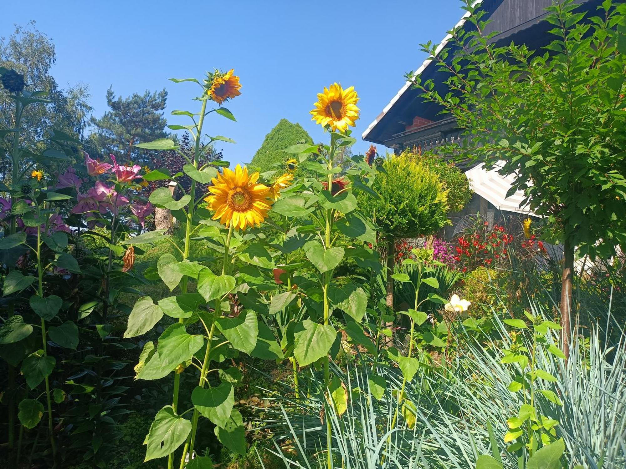 Hortus Apartament Z Klimatyzacja Boleslawiec  Zewnętrze zdjęcie